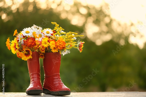 Fototapeta Naklejka Na Ścianę i Meble -  Red rubber boots with flowers bouquet in garden, natural abstract background. symbol of summer end, autumn season beginning. rustic composition with seasonal flowers. copy space