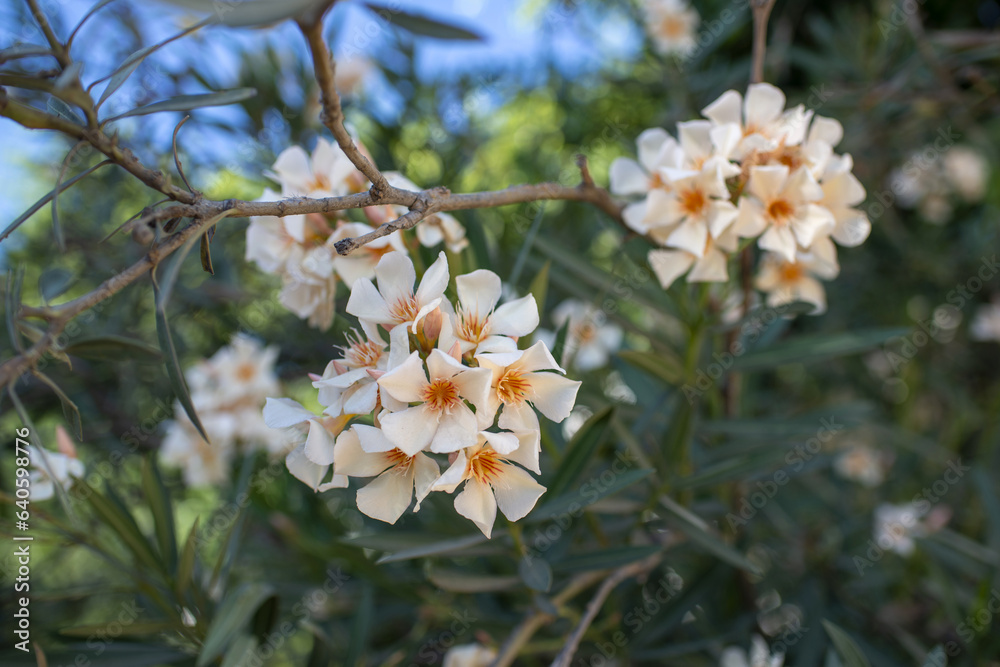 Obraz premium Arbuste ornemental