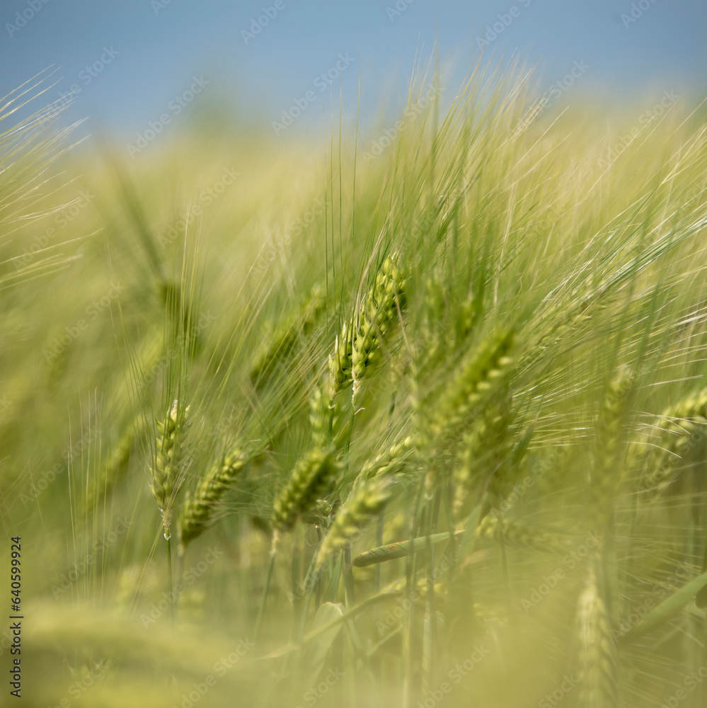 Green harvests in the field against a blue, blurred background. Closeup Green harvests in the field against a blue, blurred background. Closeup