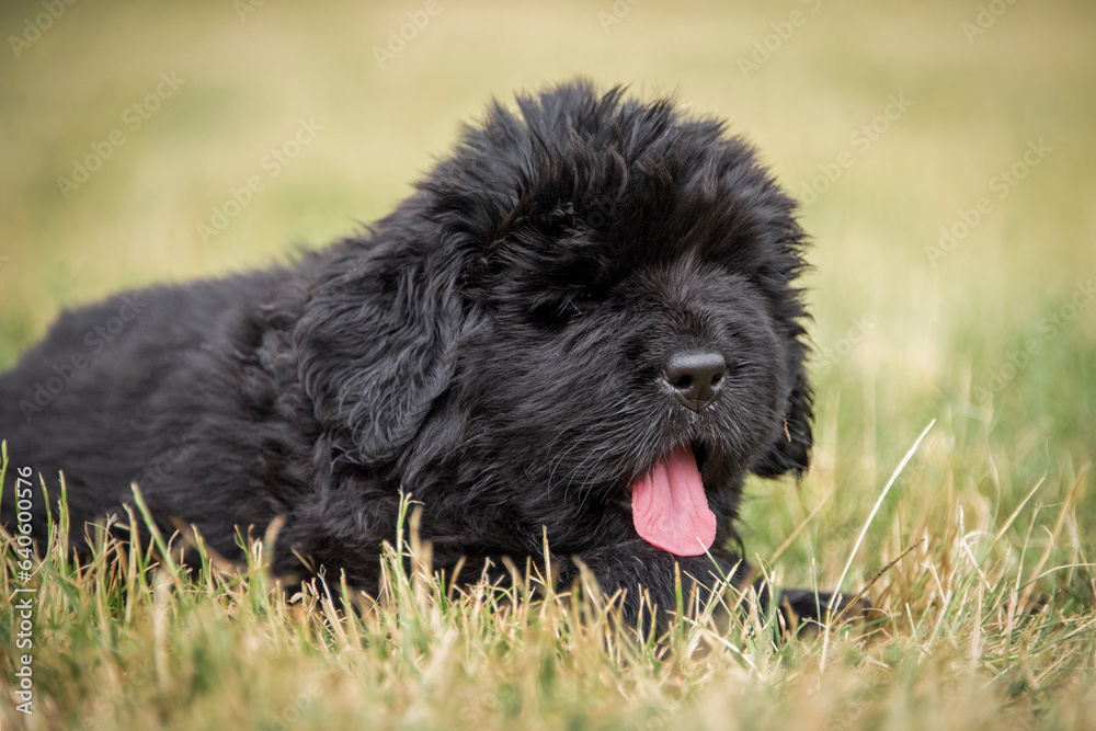 Newfoundland puppy yawning lying in the grass, tongue out. Blurred background