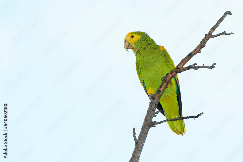 Yellow-shouldered Amazon (Amazona barbadensis) perched on a branch, Bonaire, Dutch Caribbean