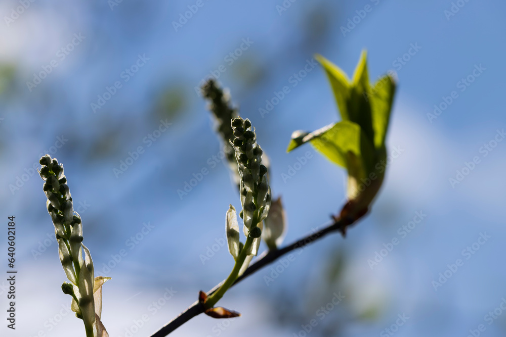 Naklejka premium the branches of the bird cherry tree in the spring season