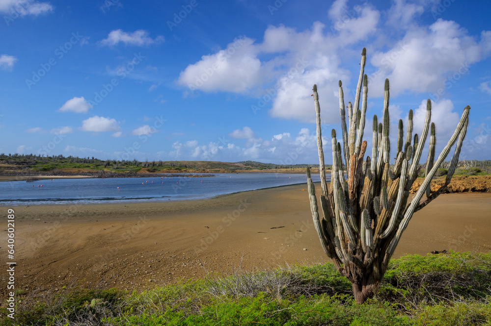 Large columnar cactus and view on lagoon at Washikemba area, Bonaire, Dutch Caribbean.