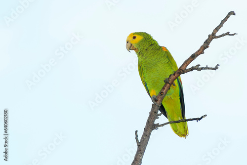 Yellow-shouldered Amazon (Amazona barbadensis) perched on a branch, Bonaire, Dutch Caribbean