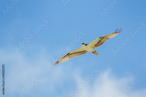 Osprey (Pandion haliaetus) in flight against blue sky, Bonaire, Dutch Caribbean.