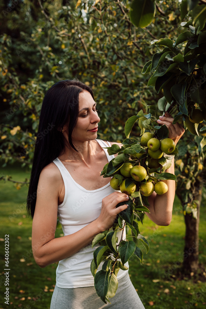 A woman holds ripe pears in her hands in the garden. Gardening