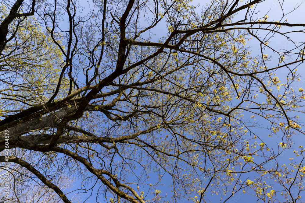 deciduous trees in the forest in the spring season deciduous trees in the forest in the spring season