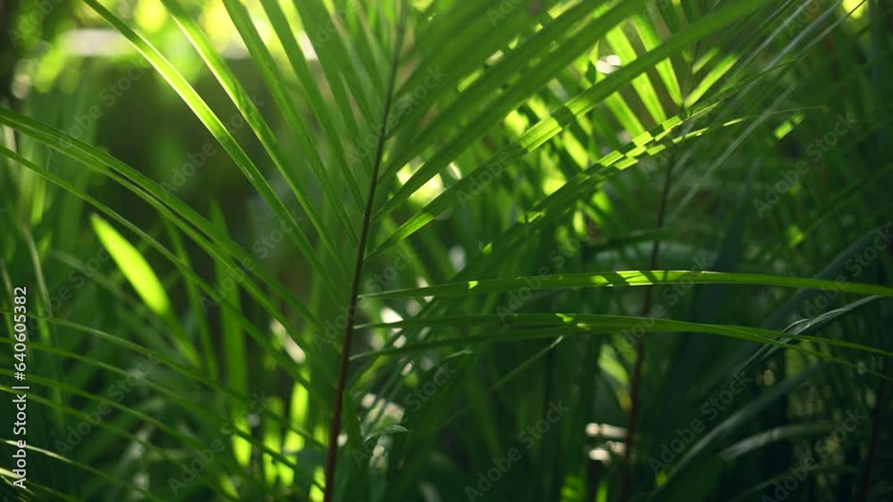Tropical palm leaves swaying in the wind Tropical palm leaves swaying in the wind
