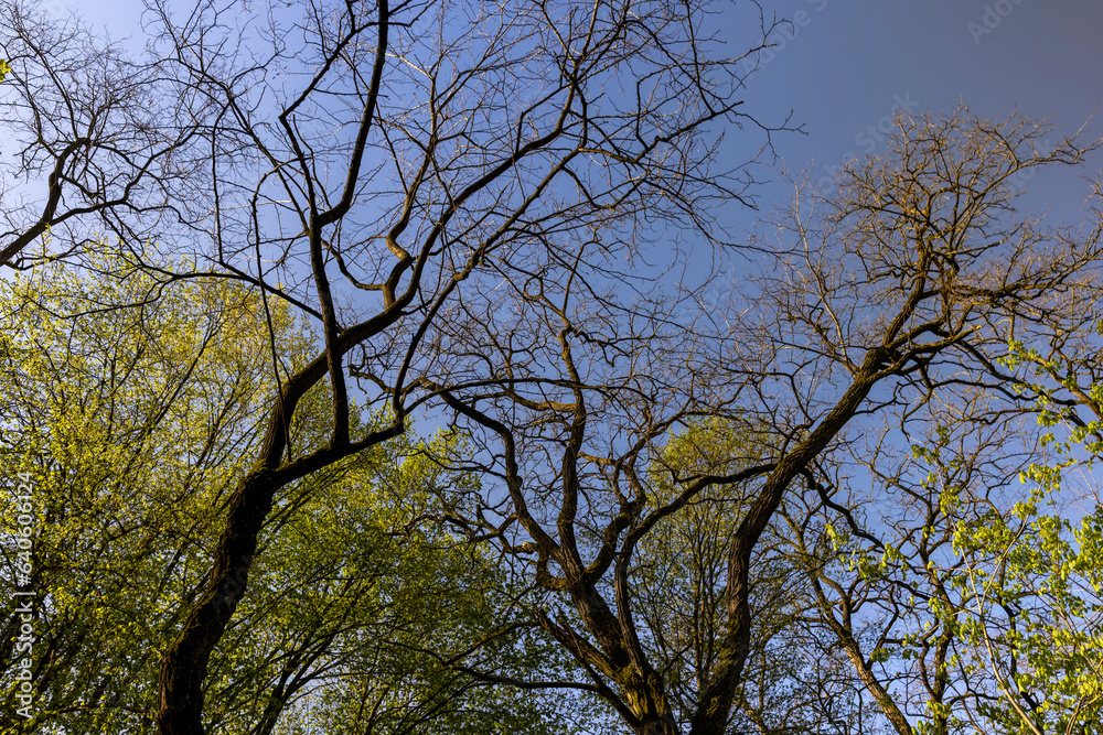 deciduous trees in a mixed forest in the spring season