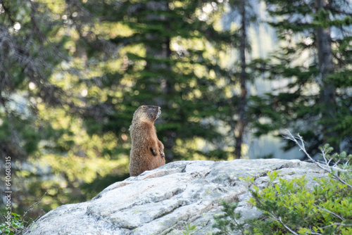 Marmot in the Grand Tetons National Park In the Forest