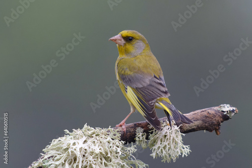Foto Male European Greenfinch (Carduelis chloris)