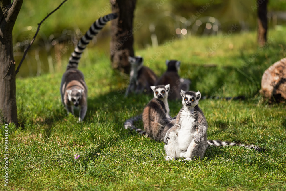 Group of Ring-tailed lemurs sitting and walking over green grass