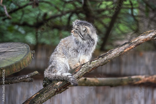 Pallas's cat - Otocolobus manul - resting on wooden branch photo