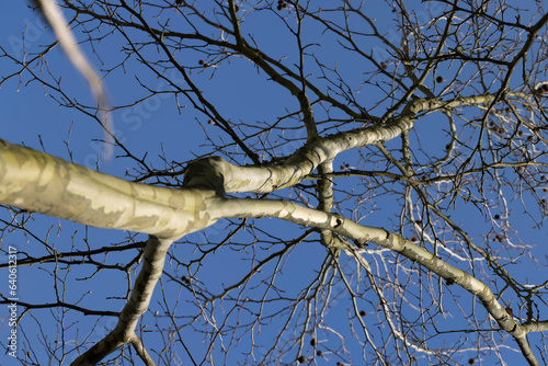 sycamore tree branches in the spring season