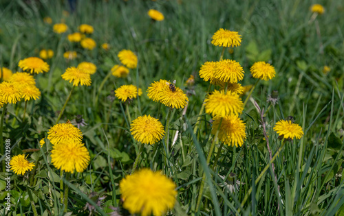 yellow spring dandelions blooming in the field