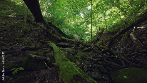Wide angle POV of FPV drone camera, moving through fallen trees covered with moss and mushrooms lying on dirty ground in forest with greenery growing on rough surface