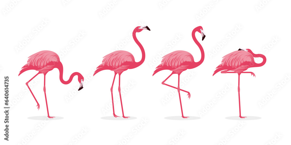 Fototapeta premium various pink flamingo bird illustration