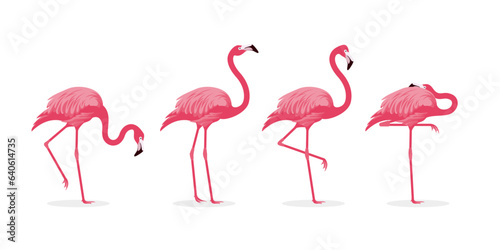 various pink flamingo bird illustration © hafid