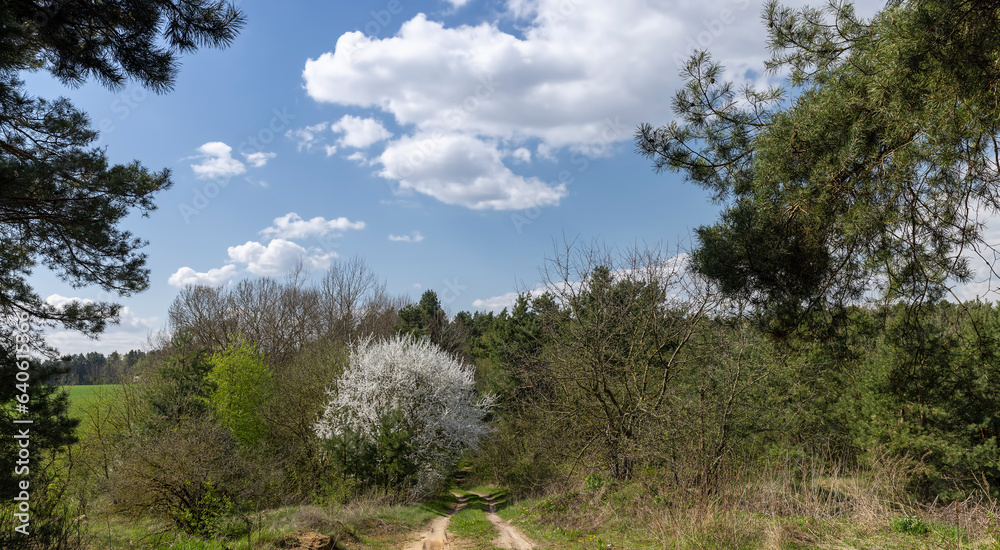 trees and shrubs in a mixed forest, plants in the forest trees and shrubs in a mixed forest, plants in the forest