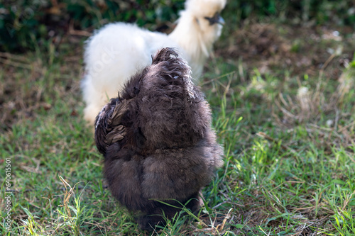 Silkies Chicken of differents colors in a garden