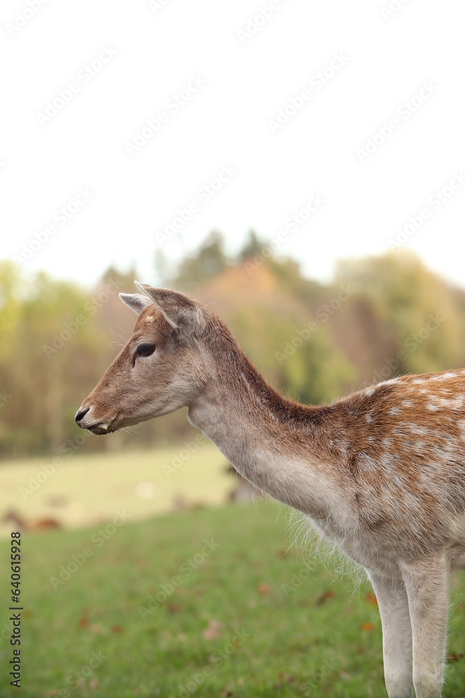 Deer are walking in the forest. Posing for a photo. Wild park. Contact with animals. Deer are walking in the forest. Posing for a photo. Wild park. Contact with animals.