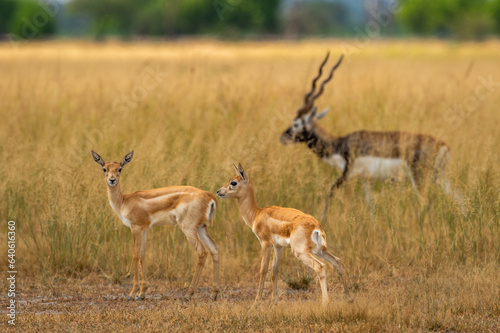 wild blackbuck or antilope cervicapra or indian antelope herd group family together in pattern in grassland of tal chhapar sanctuary churu rajasthan india