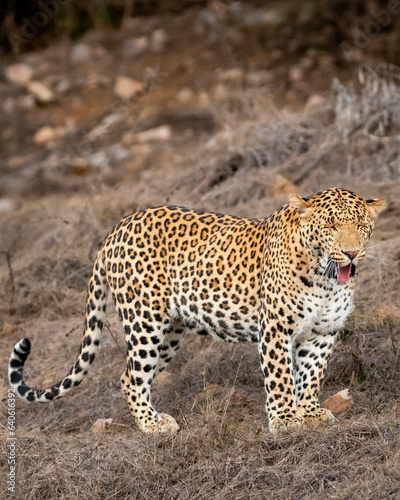 wild male leopard or panther or panthera pardus fusca side profile face eyes closed expression in dry hot summer season evening safari at jhalana leopard reserve forest jaipur rajasthan india asia