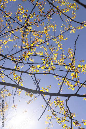 foliage on a linden tree in the spring season
