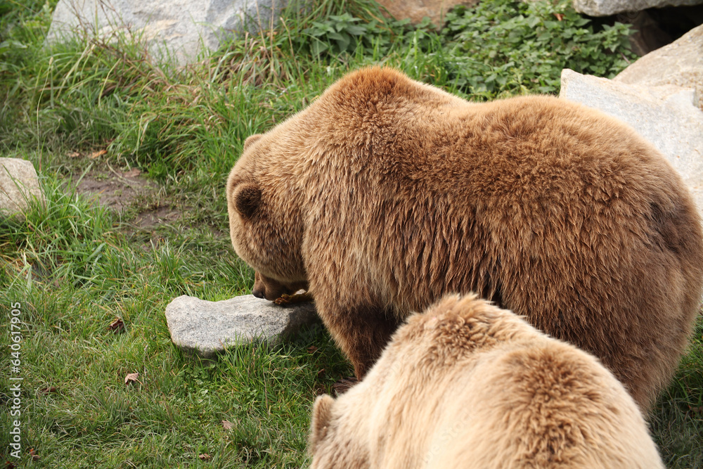 Brown bears are walking in the forest on the grass. Posing for a photo. Wild park. Contact with animals.