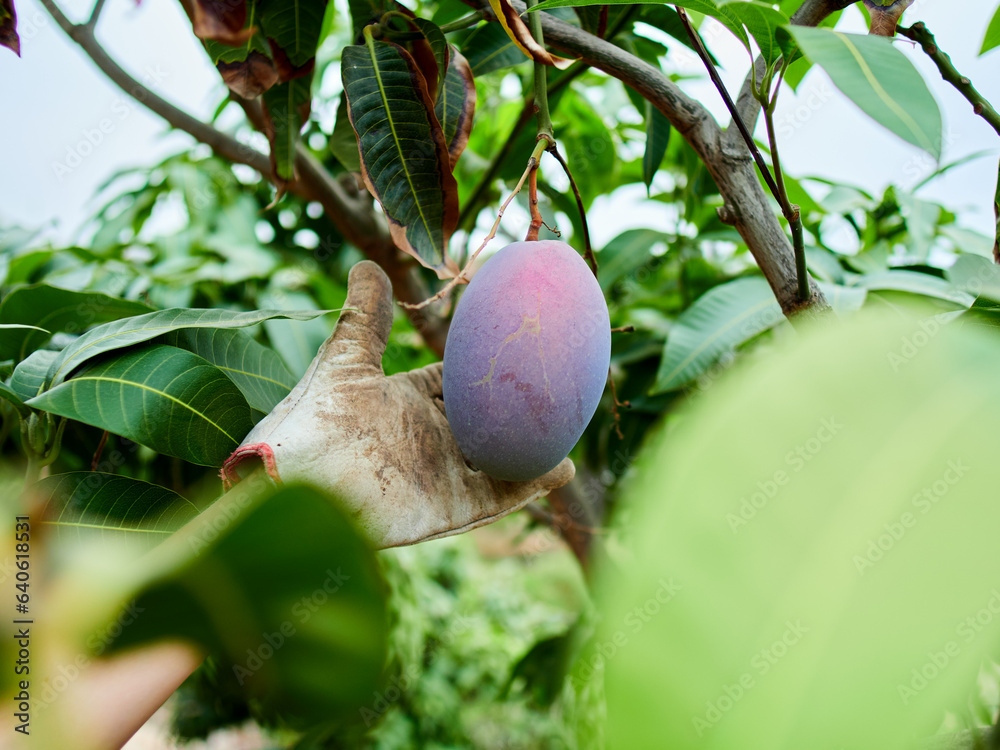 Human hands harvesting a ripe mango fruits on mango tree. Green foliage at the background. Human hands harvesting a ripe mango fruits on mango tree. Green foliage at the background.