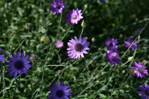 Purple flower of Annual Everlasting or Immortelle, Xeranthemum annuum, macro, selective focus © Владимир Лис