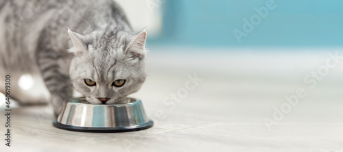 cute grey tabby british cat drinking from metal bowl in veterinary clinic. vaccination and checkup of health