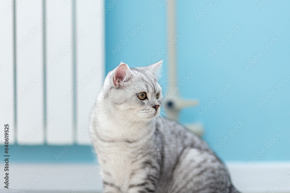 Portrait cute striped gray british kitten with big eyes sitting on wooden floor at home. Concept of funny adorable cat pets..