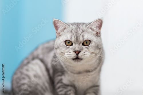 Cute grey british tabby shorthair cat on blue background. © Тарас Белецкий