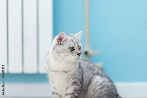 Portrait cute striped gray british kitten with big eyes sitting on wooden floor at home. Concept of funny adorable cat pets..