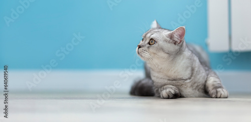 Gray British tabby Cat on blue background look in copyspace. Animal portrait. Banner and advertising concept.