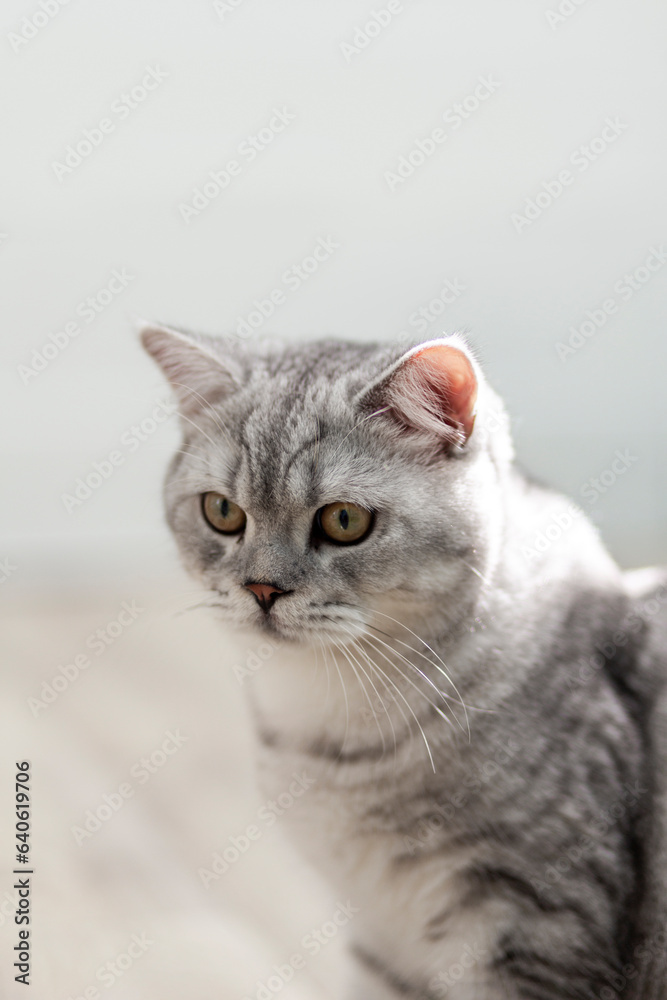 Cute british shorthair grey tabby cat looking down on beige wooden background. Cute british shorthair grey tabby cat looking down on beige wooden background.