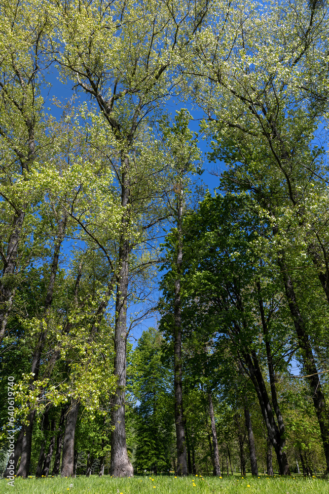 deciduous trees in the spring season in sunny weather deciduous trees in the spring season in sunny weather