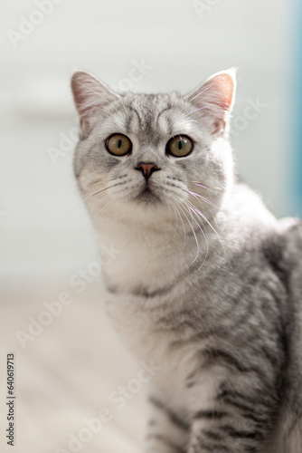 Cute british shorthair grey tabby cat looking in camera on beige wooden background. © Тарас Белецкий