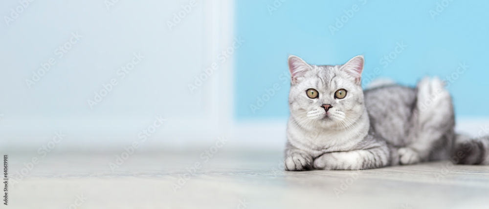 funny british shorthair cat portrait looking shocked or surprised on blue background with copy space.