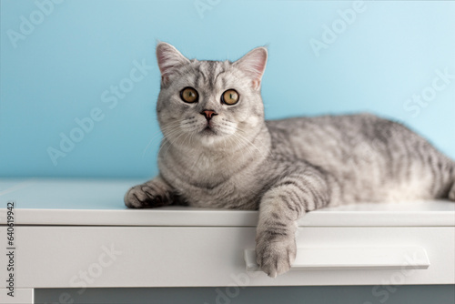 Beautiful grey tabby cat lying on white dresser, British Shorthair cat, adorable and funny pet.