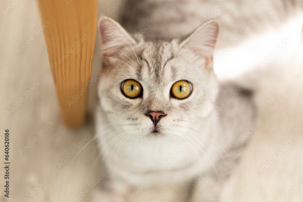 British purebred shorthair cat on a wooden background smiles like a Cheshire. A gray skittish cat is resting on floor. Cat for advertising feed.