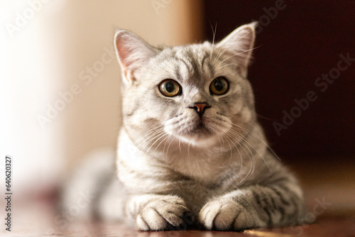 Fototapeta Naklejka Na Ścianę i Meble -  Blue tabby British Shorthair cat with orange eyes, grey cat relaxing on the floor of the house, handsome young cat posing and looking sideways..
