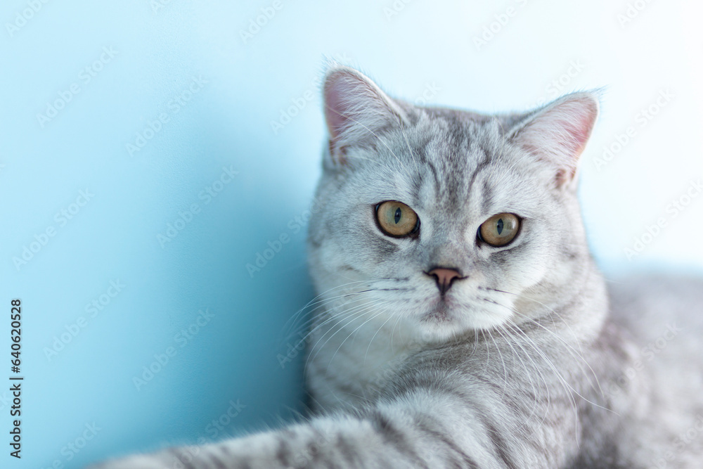 portrait of a 6 month old blue british shorthair kitten looking at camera shocked or surprised a light blue room with copy space.