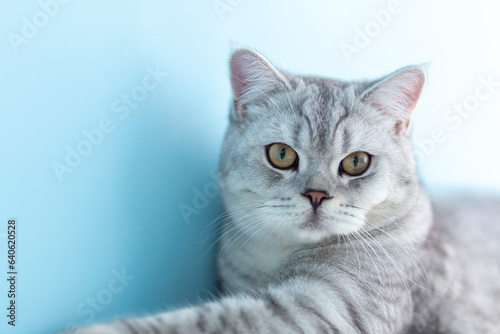 portrait of a 6 month old blue british shorthair kitten looking at camera shocked or surprised a light blue room with copy space.