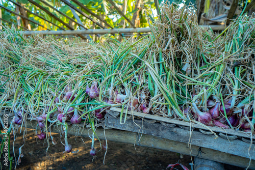 Pile of shallots in the yard after being harvested in the fields by farmers. pile of shallots along with their stems and leaves before further processing them into food ingredients