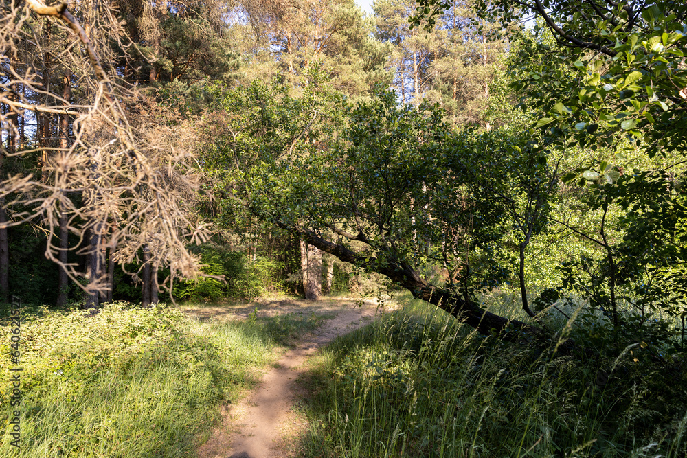 mixed forest with large and old trees before sunset mixed forest with large and old trees before sunset