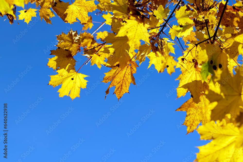 Maple foliage that has changed color in autumn Maple foliage that has changed color in autumn