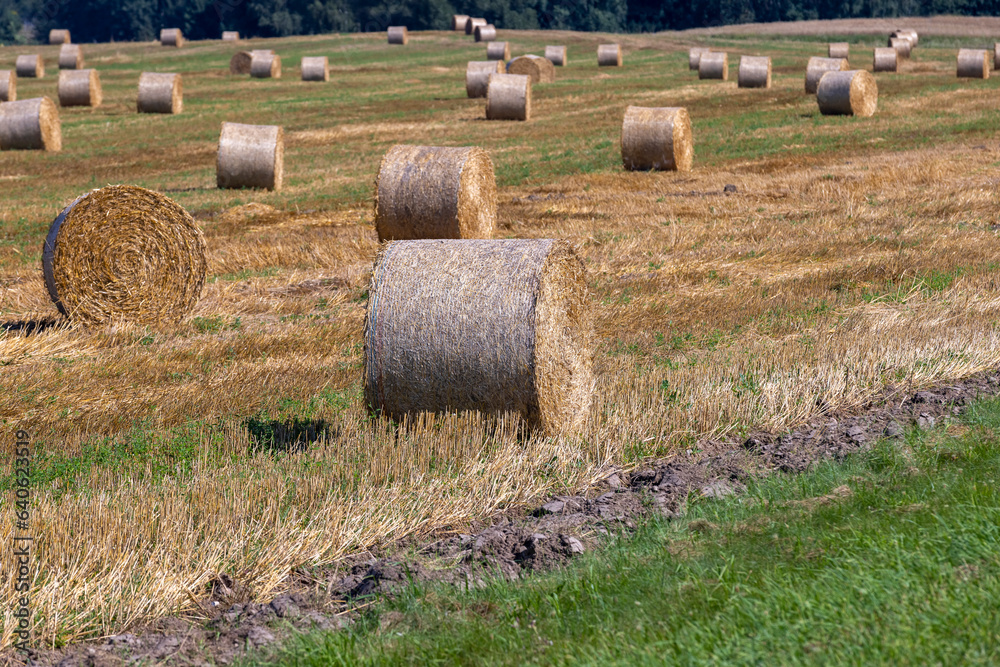 Straw stack after harvesting grain in the field