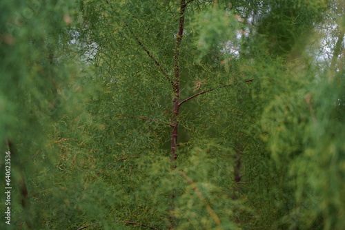 ギョリュウ、砂漠のオアシス、tamarix、tenuissima、nakai、柳、広葉樹、
植物、緑、野外、日本、東京、自然、薬用植物園、植物園、